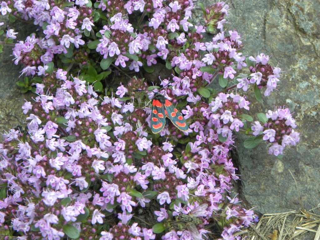 Zigaena carniolica? Sì !